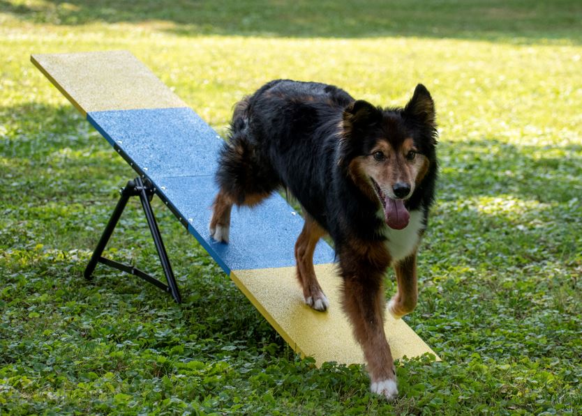 Better Sporting Dogs Agility Equipment