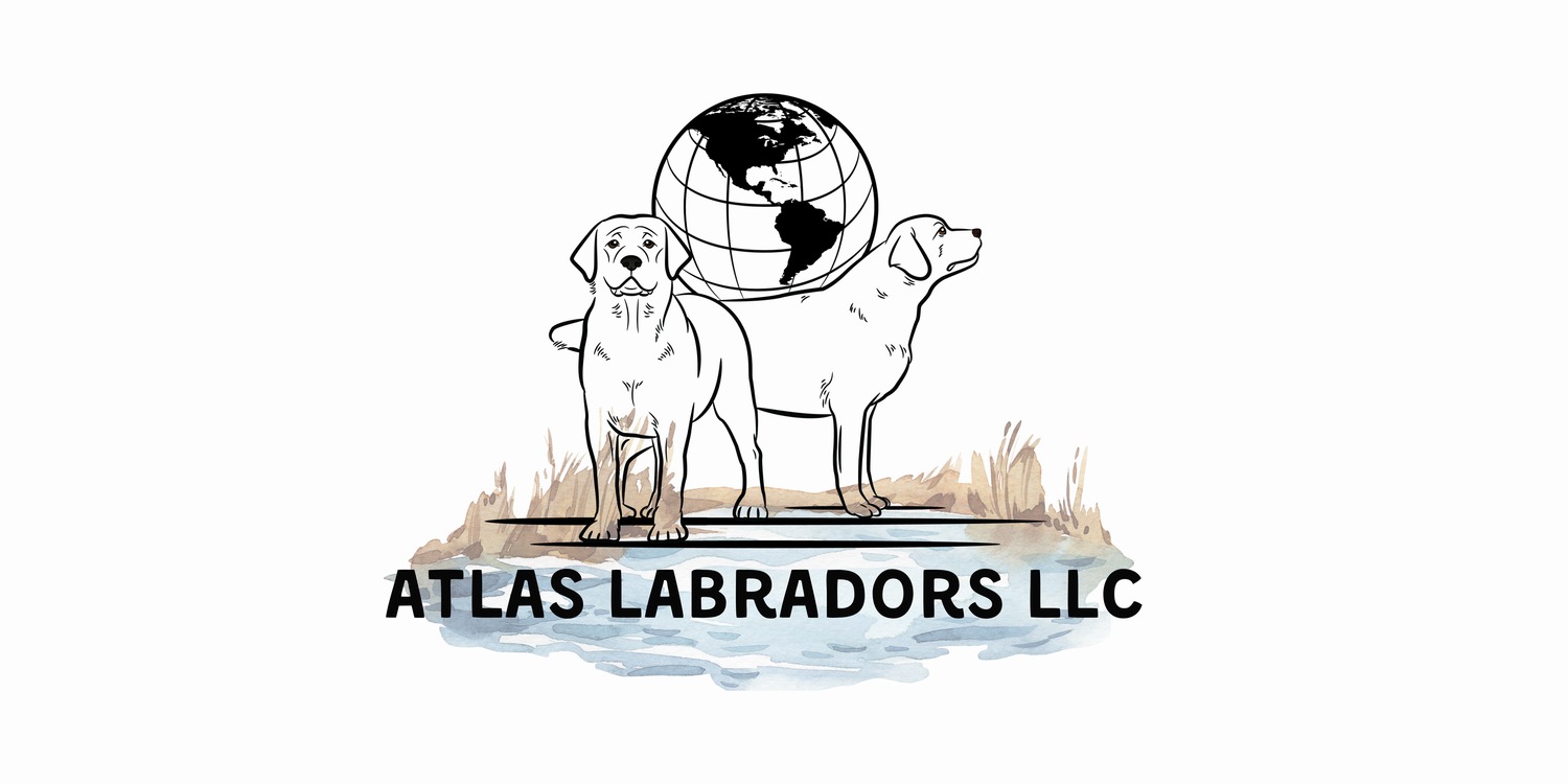 Labradors