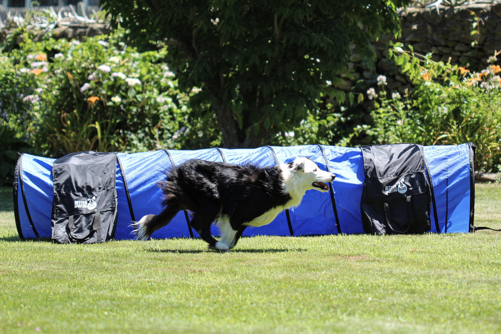 Better Sporting Dogs 3 Piece Dog Agility Equipment Set – with Jumps & Tunnel