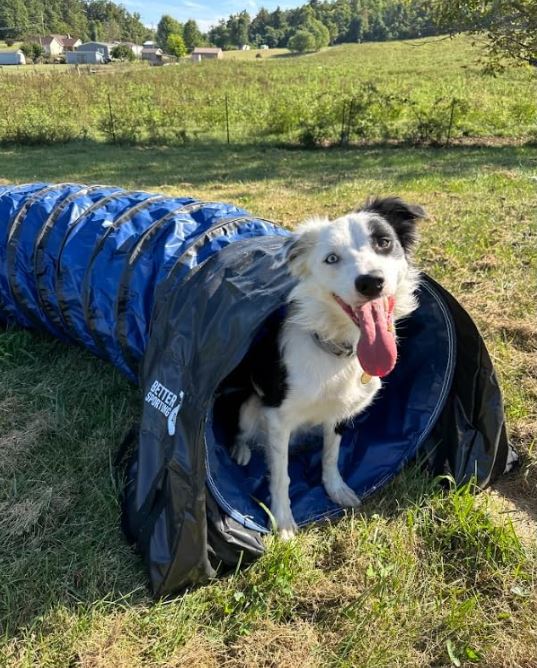 Better Sporting Dogs Heavy Duty Dog Agility Tunnel – 16 ft PVC Training Tunnel with Sandbags