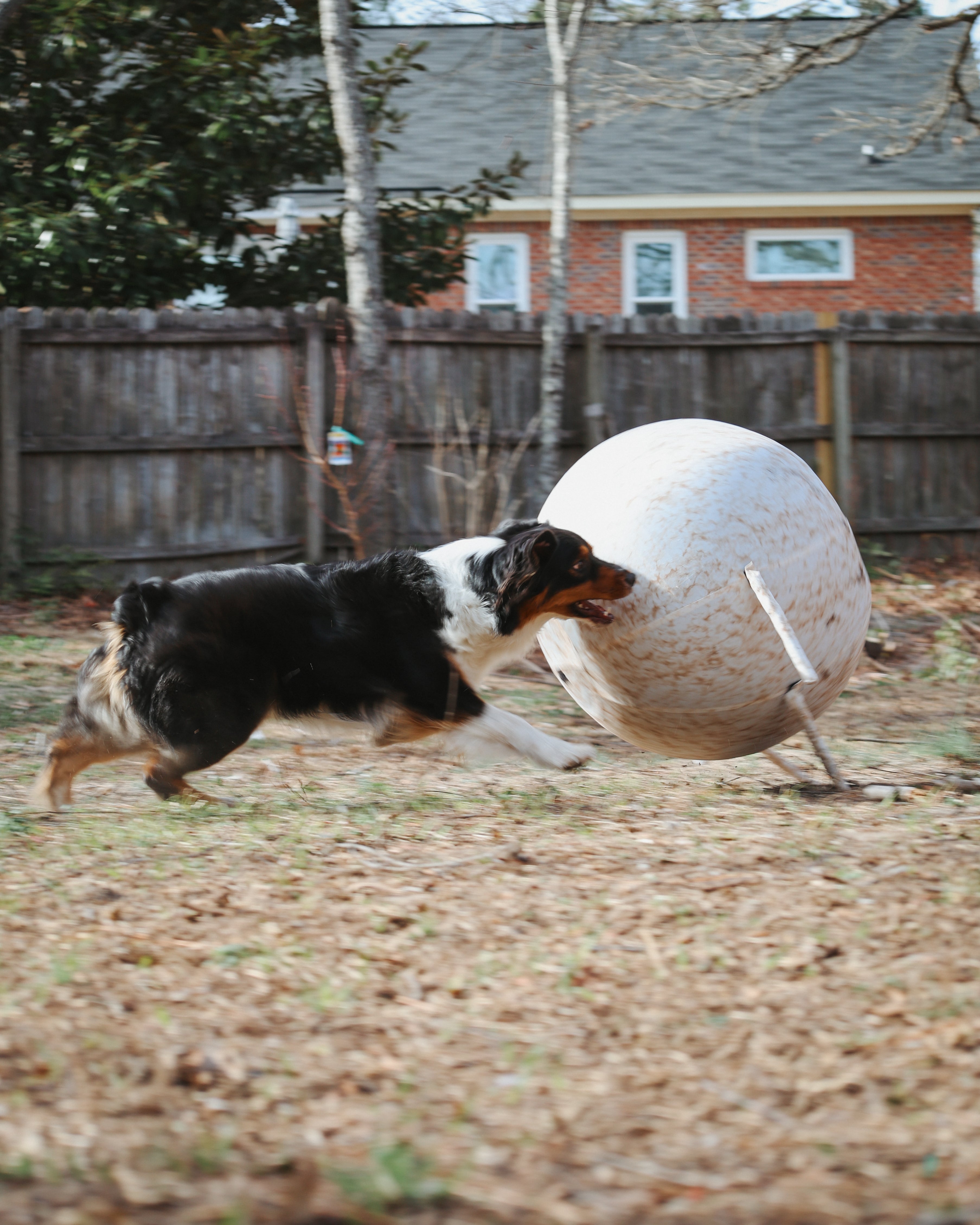 Better Sporting Dogs 25” Heavy Duty Sheep Lookalike Herding Ball for Dogs