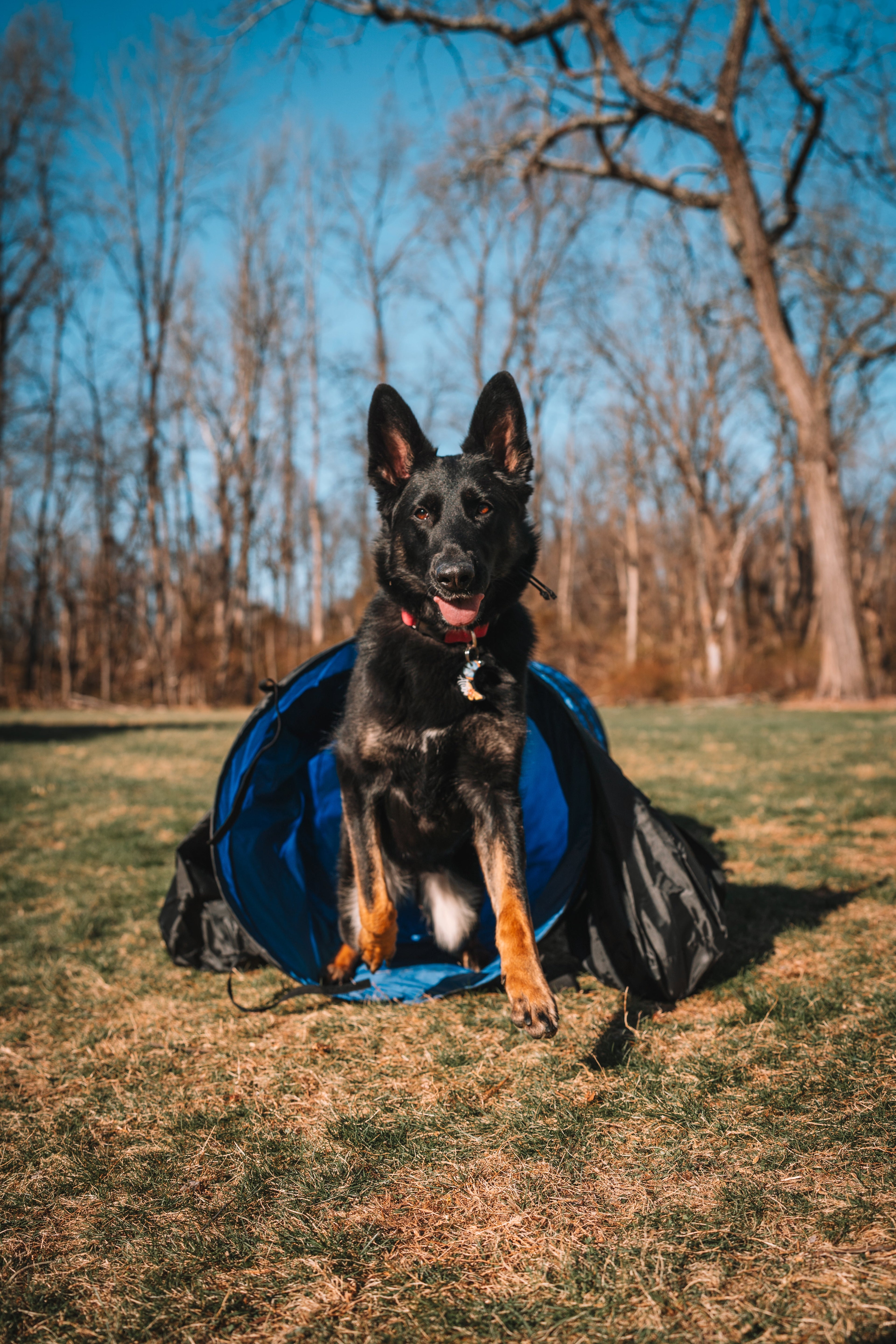 Better Sporting Dogs 16 ft Dog Agility Tunnel with Sandbags –  Training Tunnel for Backyard Agility Courses