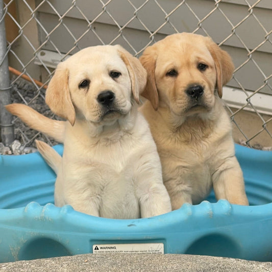 Full Puppy Deposit