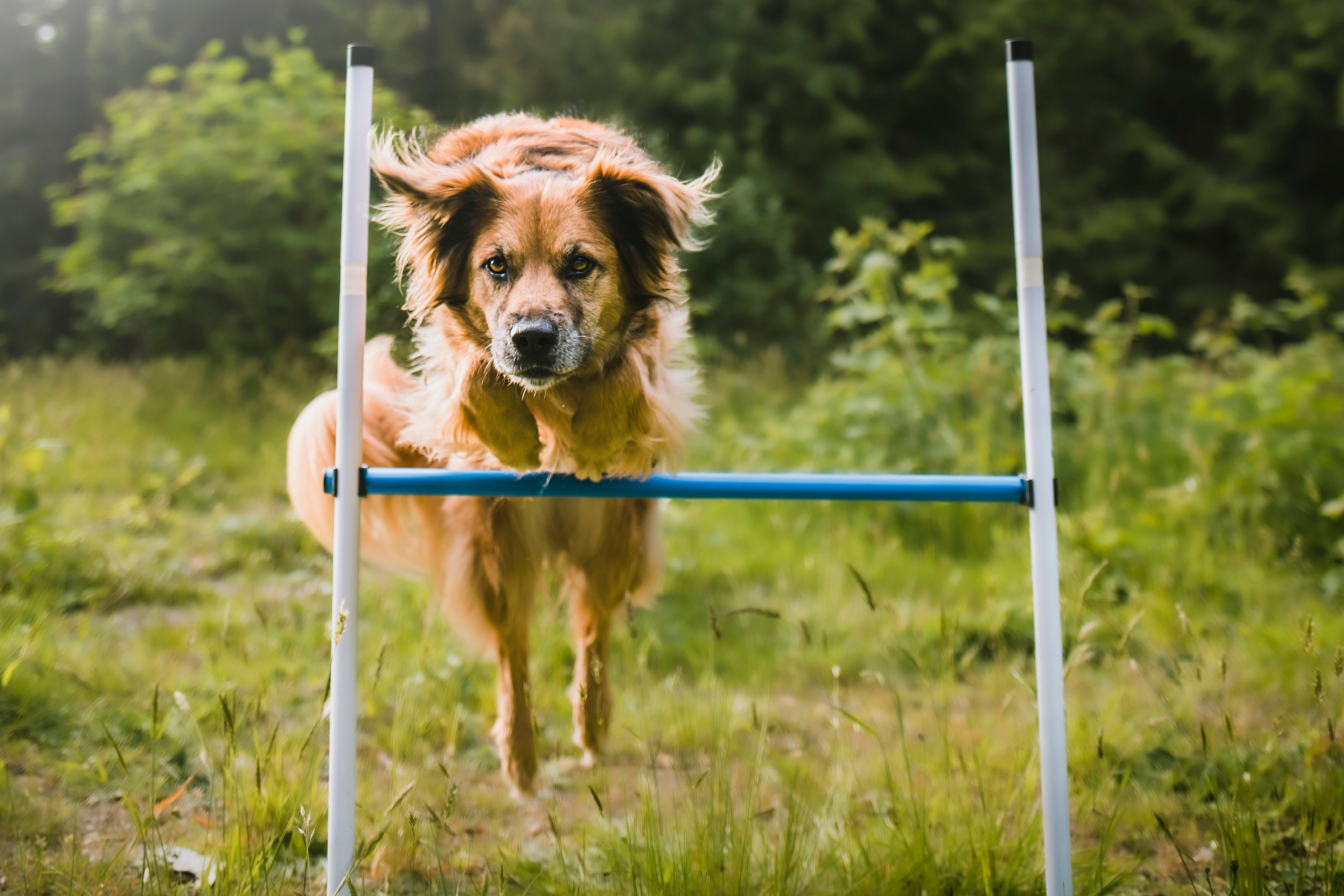 Better Sporting Dogs 3 Piece Dog Agility Equipment Set – with Jumps & Tunnel