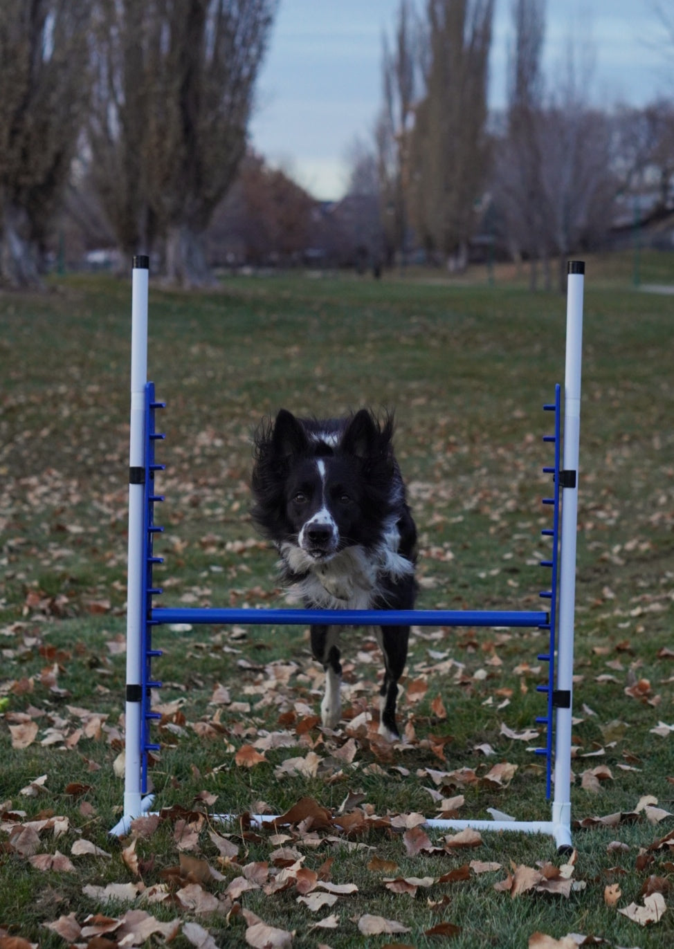 Better Sporting Dogs Adjustable Dog Agility Bar Jumps