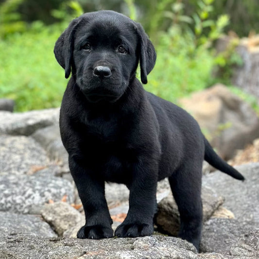 Final Puppy Deposit