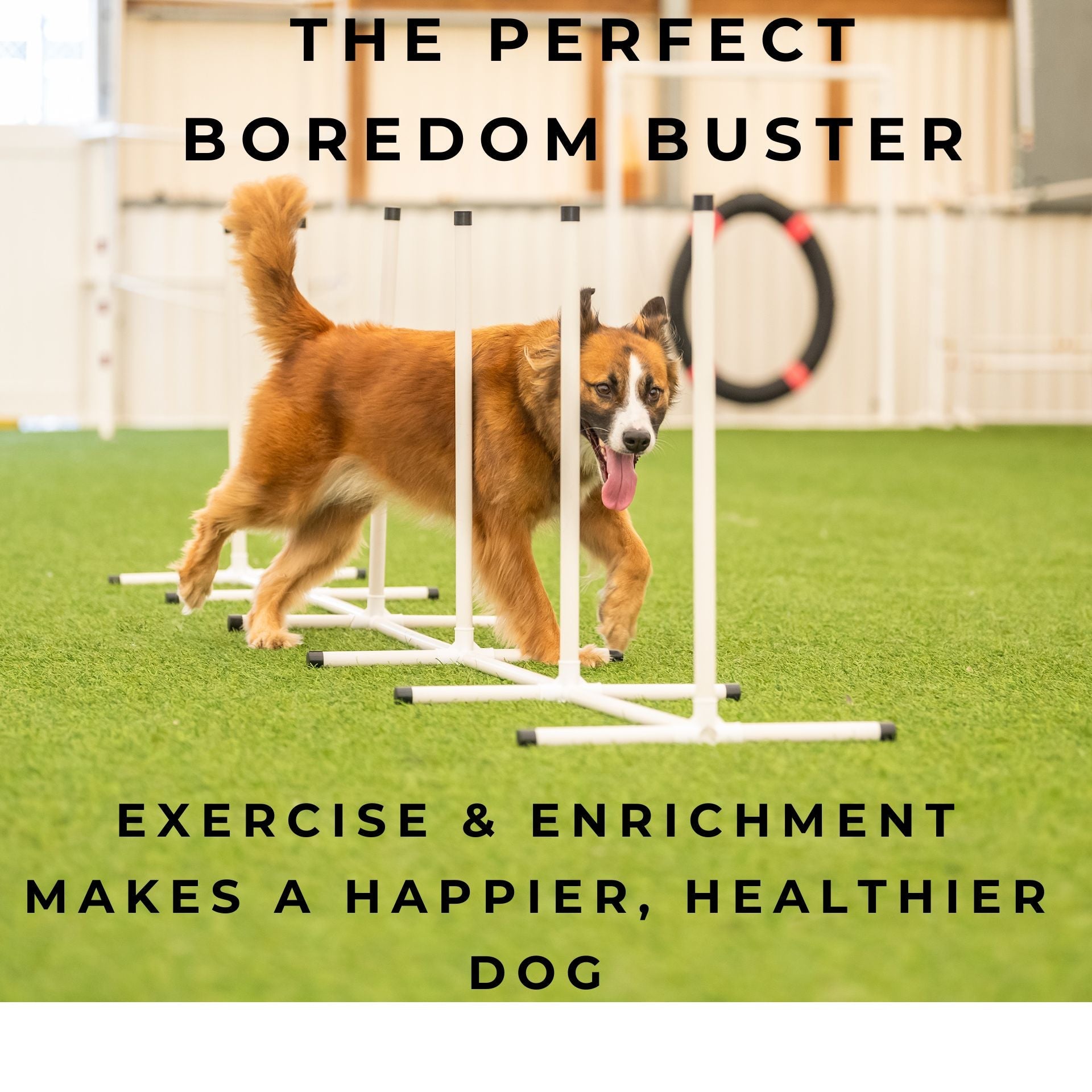 Better Sporting Dogs 7 Piece Dog Agility Equipment Set –  with Jumps, Tunnels, Pause Box & Weave Poles
