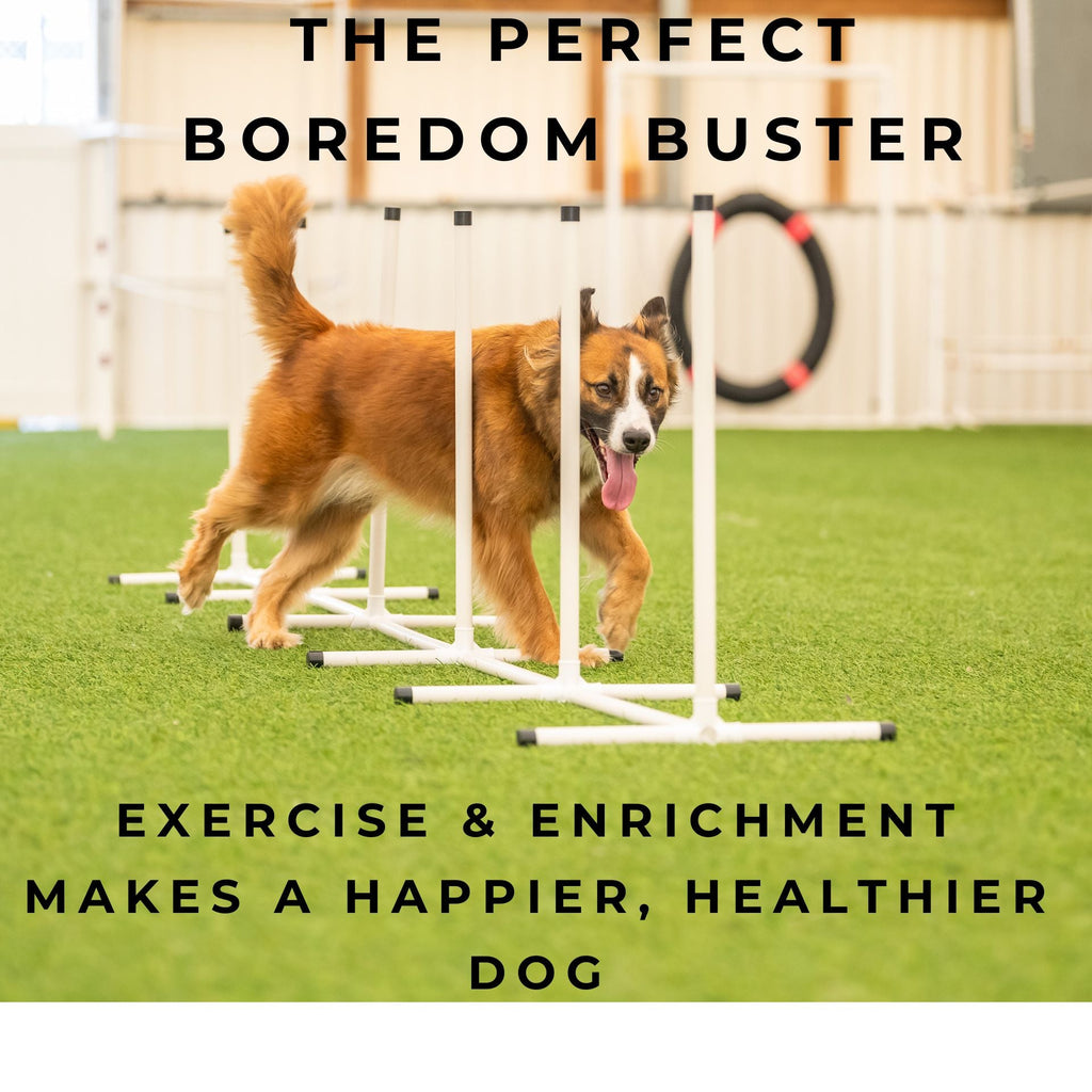 Better Sporting Dogs Upgraded Dog Agility Set – 5 Piece Training Kit with Safety Breakaway Tire Jump, Displacement Bar Jump, Tunnel, Weave Poles & Pause Box