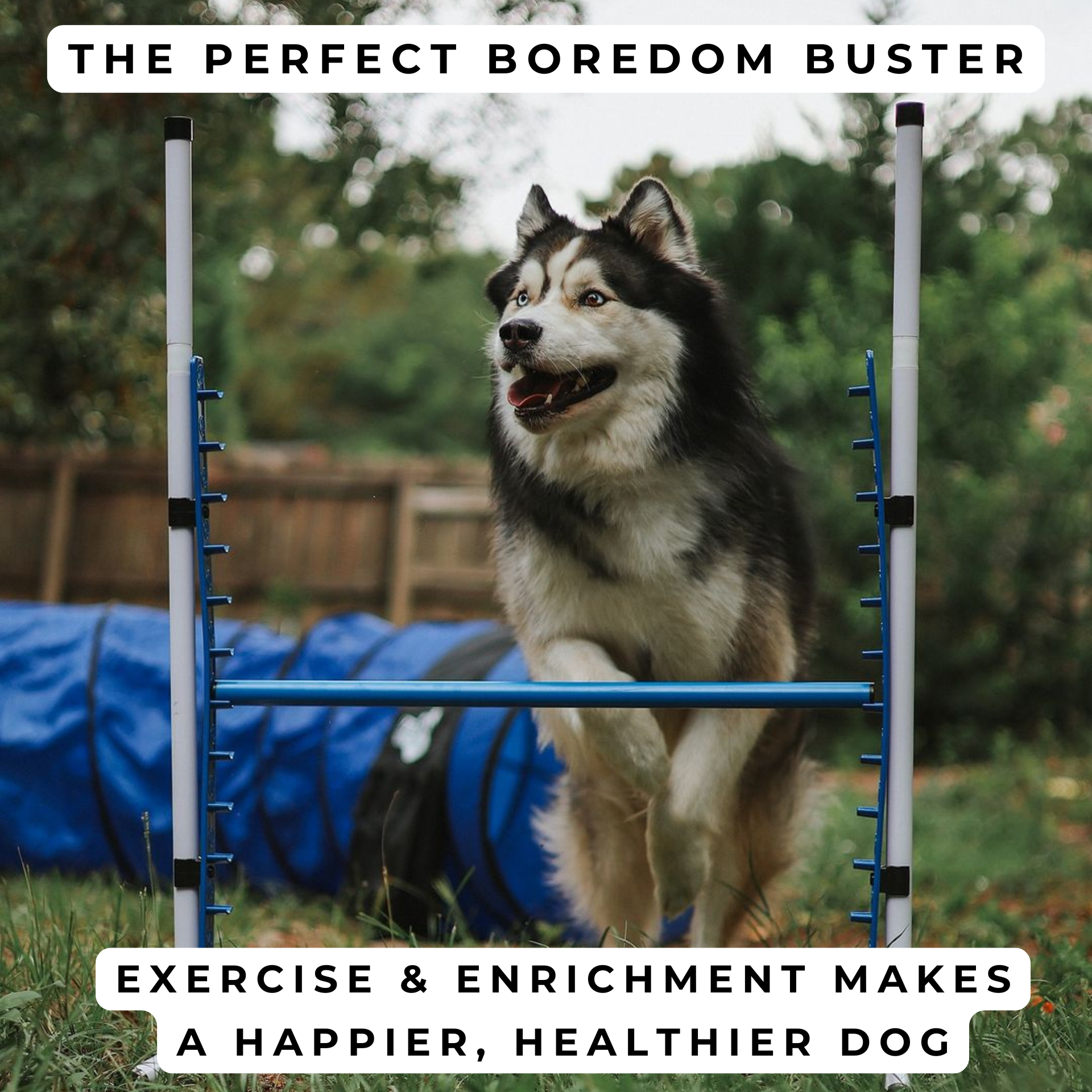 Better Sporting Dogs Adjustable Dog Agility Bar Jumps & Tire Jumps