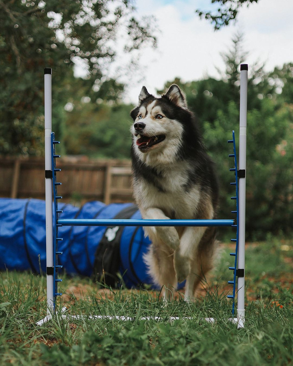 Better Sporting Dogs Adjustable Dog Agility Bar Jumps & Tire Jumps