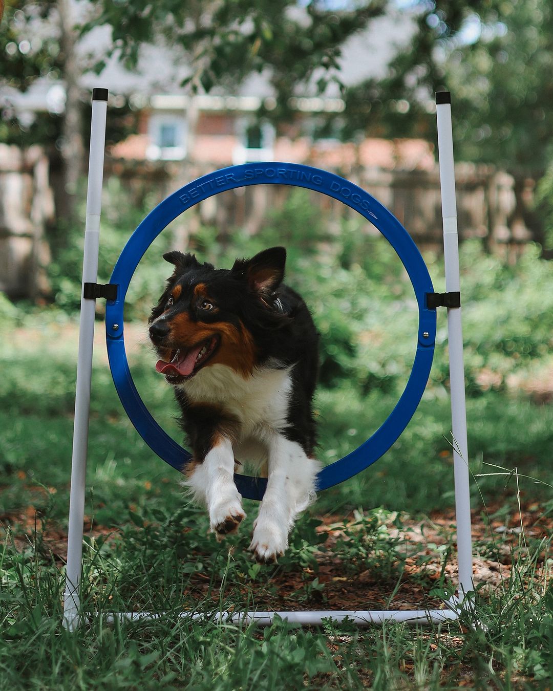 Better Sporting Dogs Adjustable Dog Agility Bar Jumps & Tire Jumps